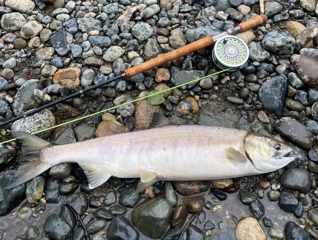 Chum Salmon on Needle Tube Fly