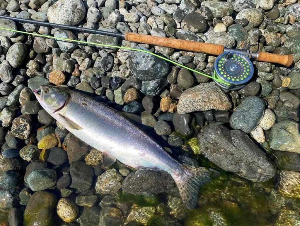 Pink Salmon on Needle Tube Fly