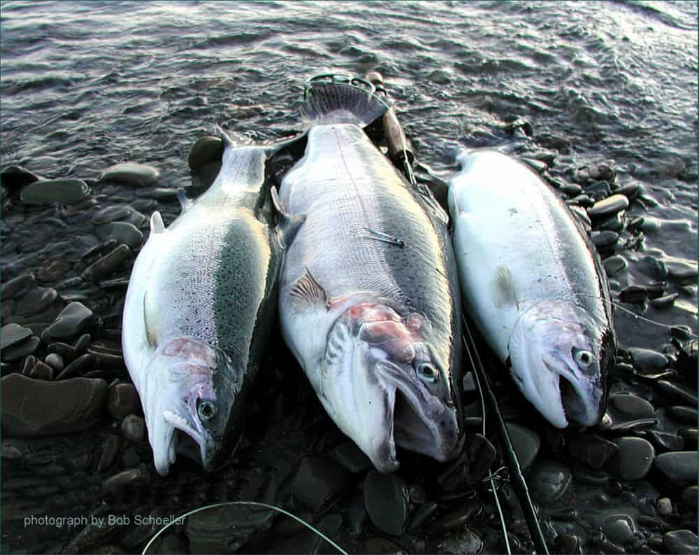 Steelhead Tube Flies