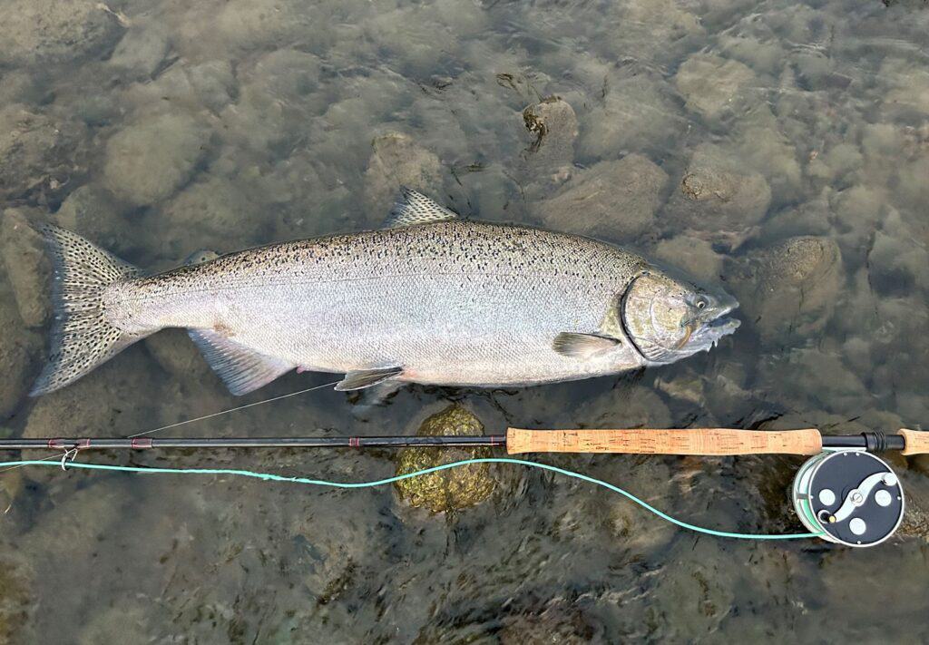 Needle Tube Chinook